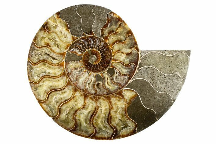 Cut & Polished Ammonite Fossil (Half) - Madagascar #323428